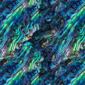 Abalone 25