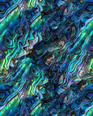 Abalone 25