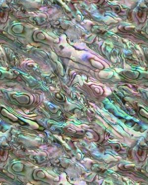 Abalone 26
