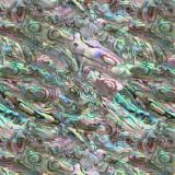 Abalone-26.jpg