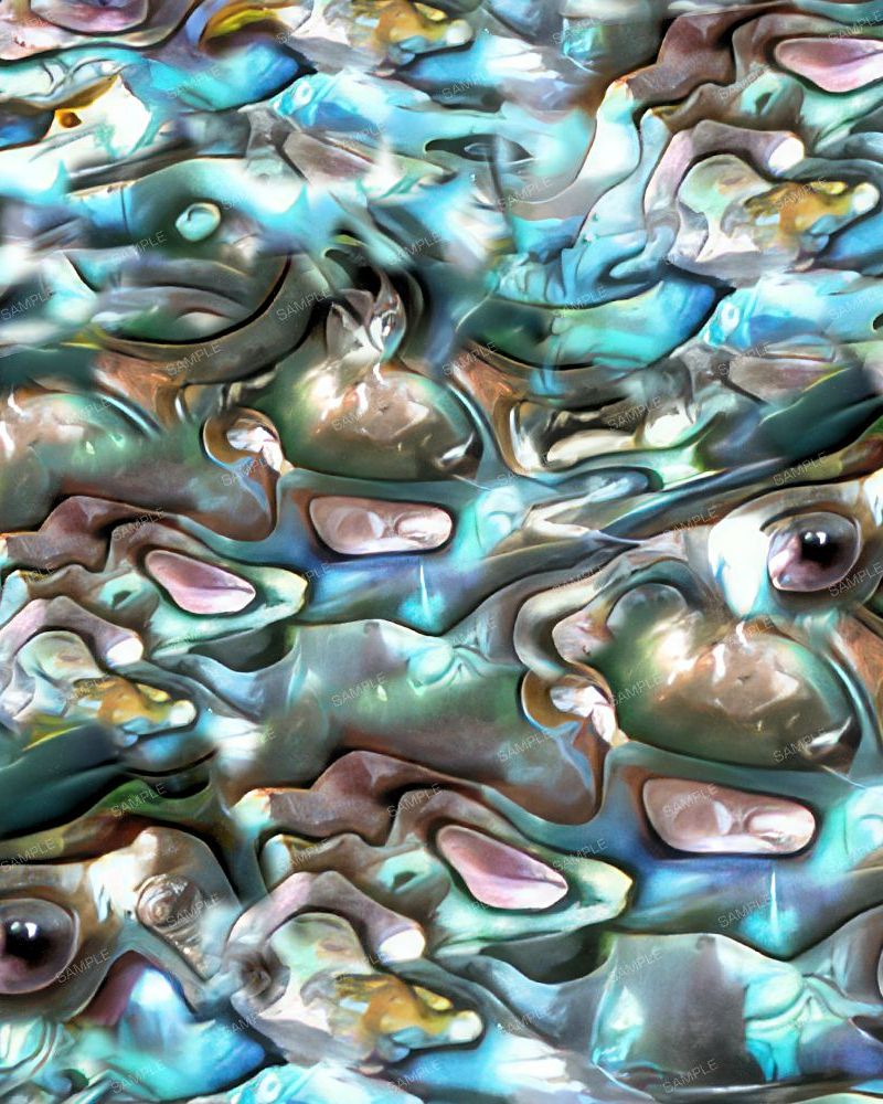 Abalone 42