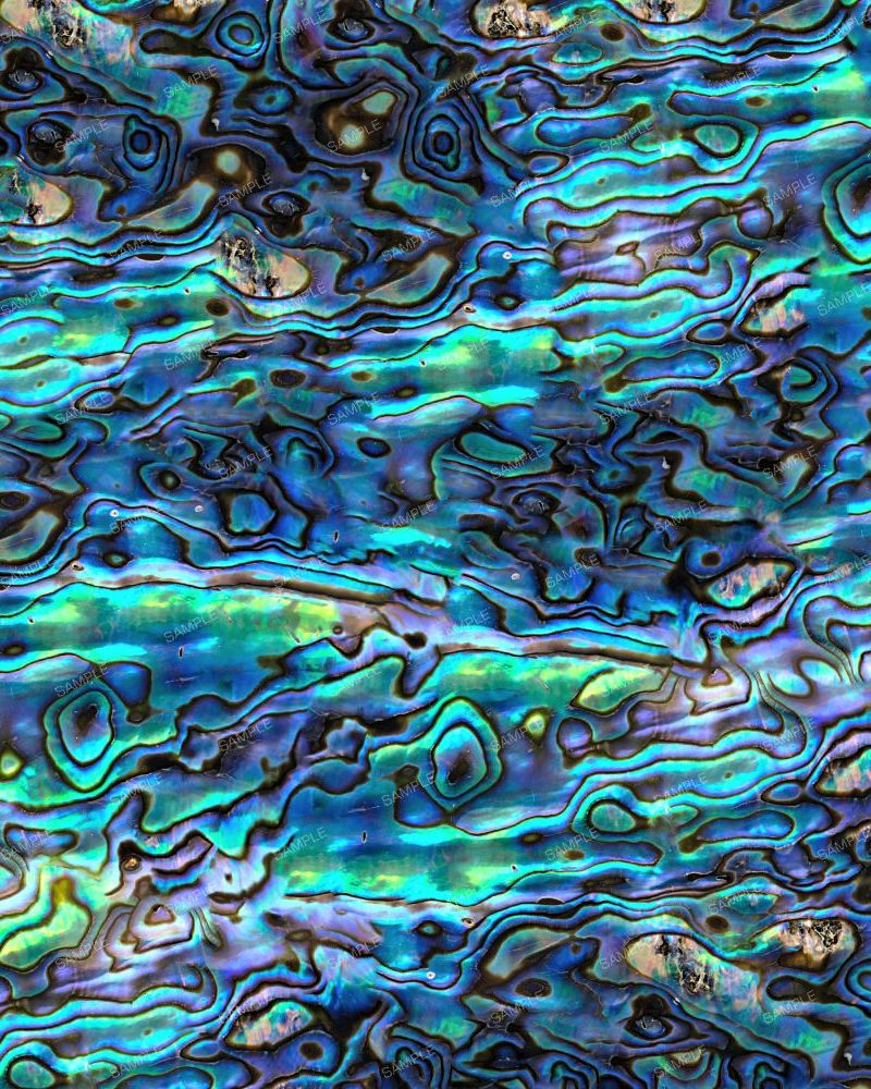 Abalone 45