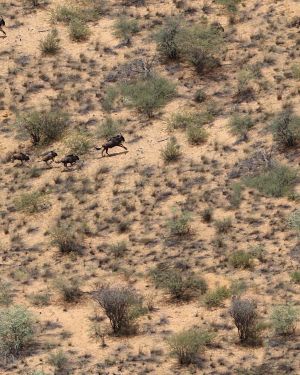 African Wildebeest Camouflage