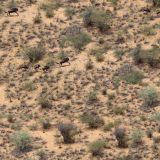 African-Wildebeest-Camo.jpg