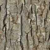 Aged-Bark-thumb-1.jpg