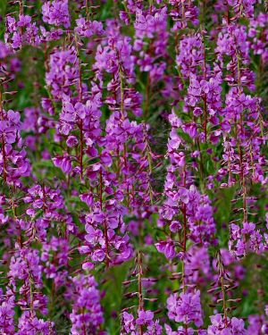 Alaskan Fireweed 22