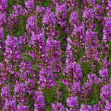 Alaskan-FireWeed-22-thumb.jpg