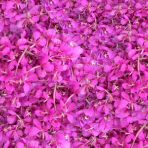 Alaskan Fireweed 23
