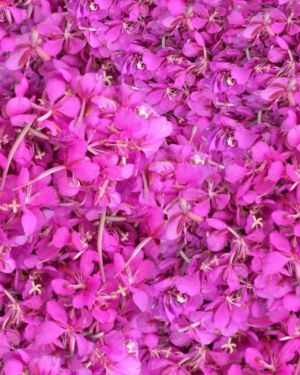 Alaskan Fireweed 23