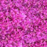 Alaskan-Fireweed-23-thumb.jpg