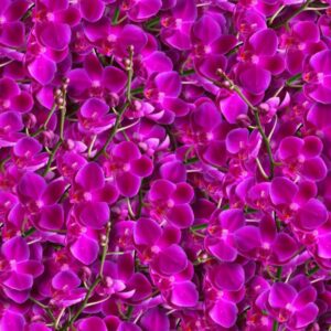 Alaskan Fireweed 24