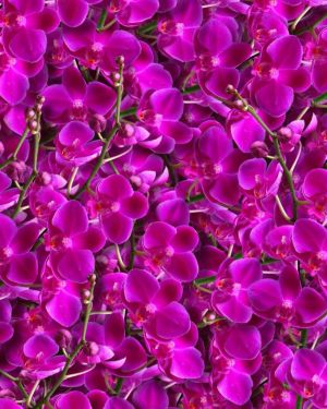 Alaskan Fireweed 24