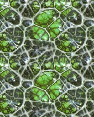 Alien Egg 22