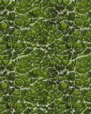 Alien Skin 22
