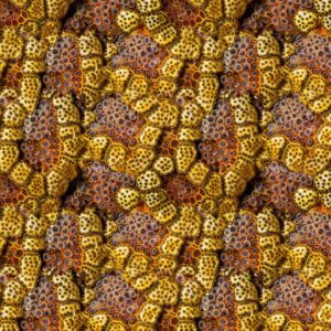 Alien Skin 25
