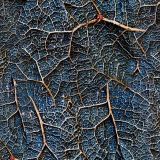 Alien-Veins-22.jpg