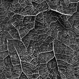 Alien-Veins-23.jpg