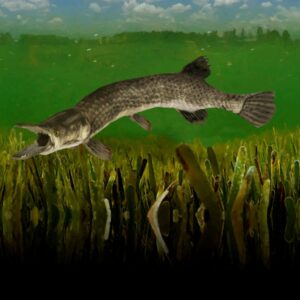 Alligator Gar 11x16