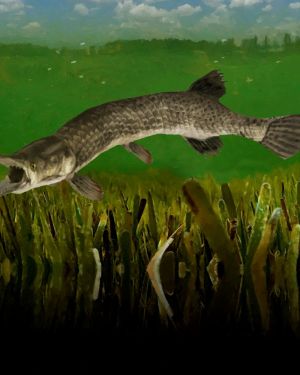 Alligator Gar 11×16