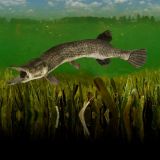Alligator-Gar-11x16-1.jpg
