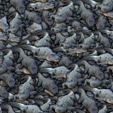 Alligators-22.jpg