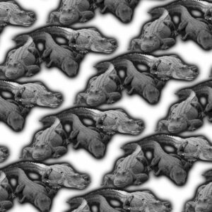 Alligators 23