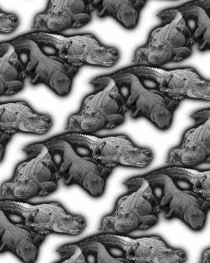 Alligators 23