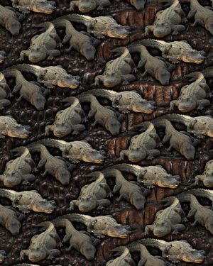 Alligators 24
