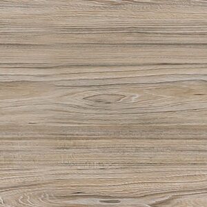 American Elm