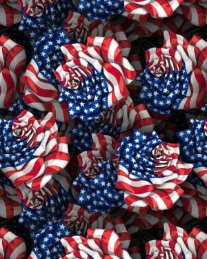 American Flag Rose