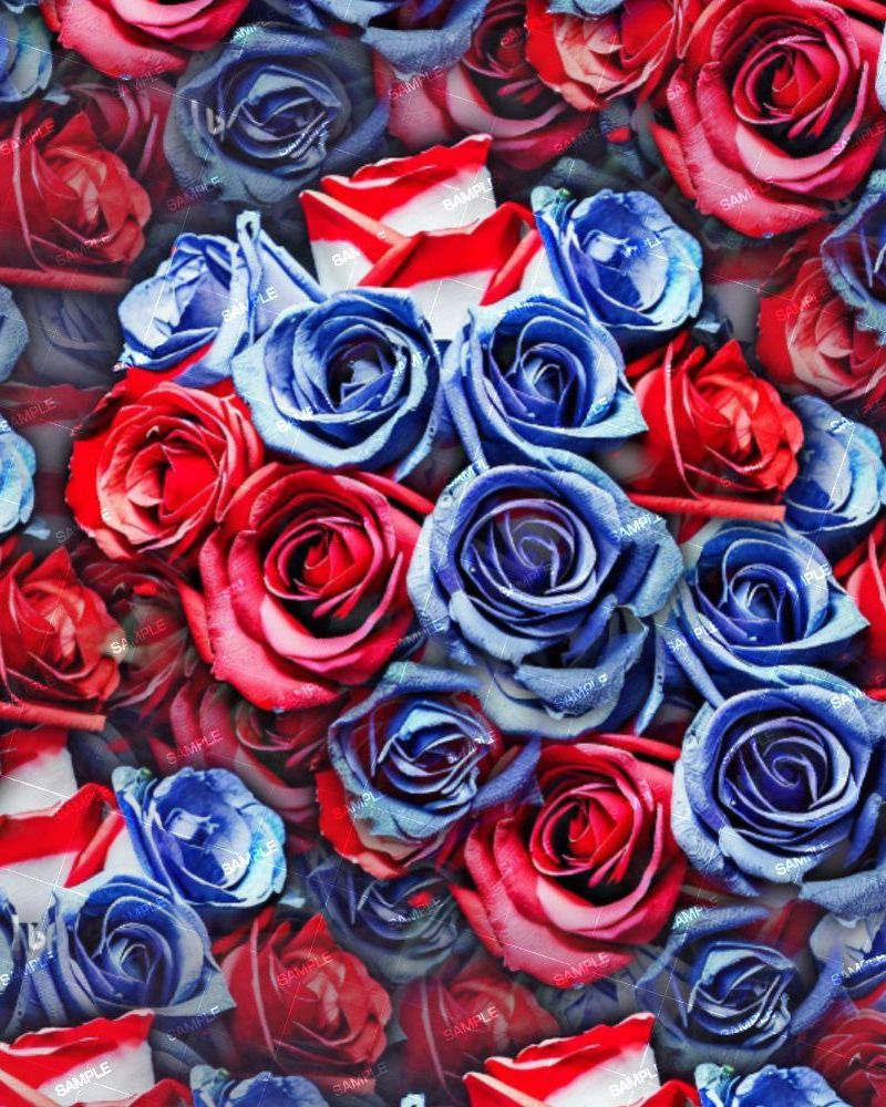 American Rose 42