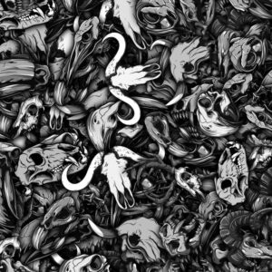 Animal Skulls 23