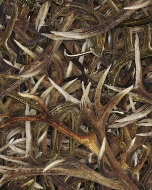 Antlers 22
