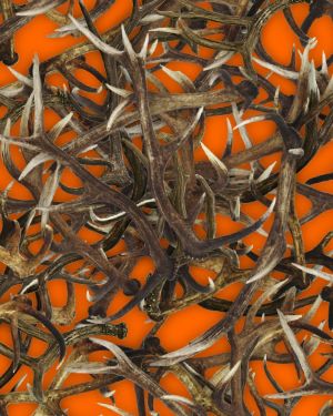 Antlers 23 Orange