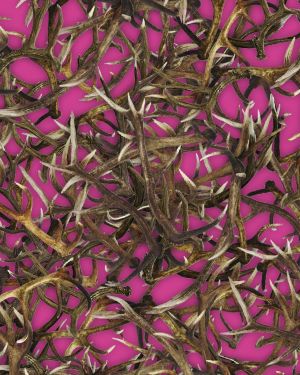 Antlers 23 Pink