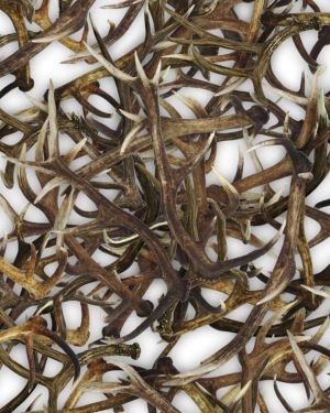 Antlers 23 White