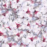 Apricot-Blossoms-thumb-1.jpg