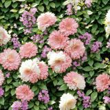 Apricot-Dahlias.jpg