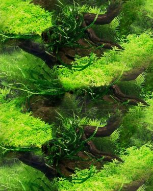 Aquarium Background