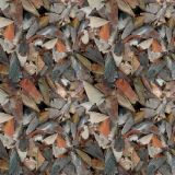 Arrowheads-23.jpg