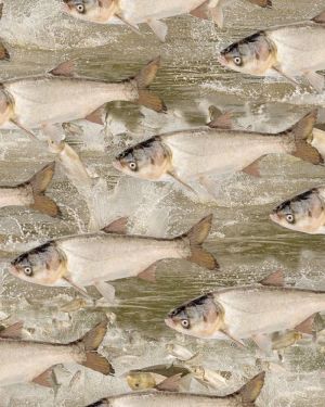 Asian Carp 22