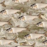Asian-Carp-22.jpg