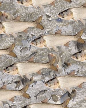 Asian Carp 23