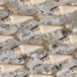 Asian-Carp-23.jpg