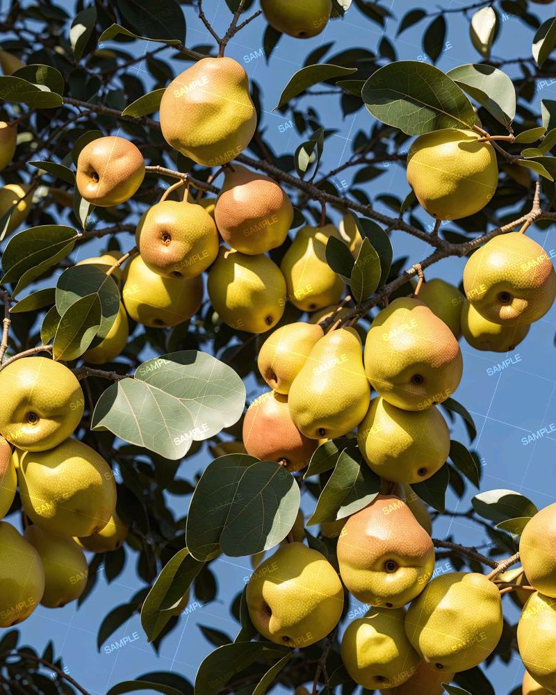 Asian Pear Tree