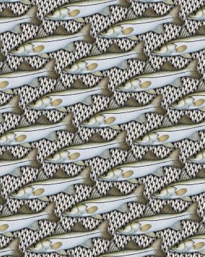 Atlantic Snook Scales