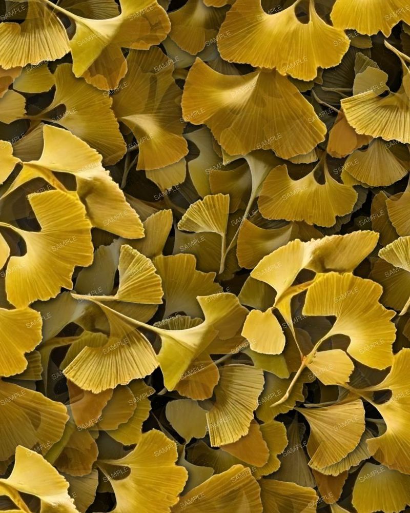 Atumnal Ginko Biloba Leaves