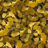 Atumnal-Ginko-Biloba-Leaves.jpg