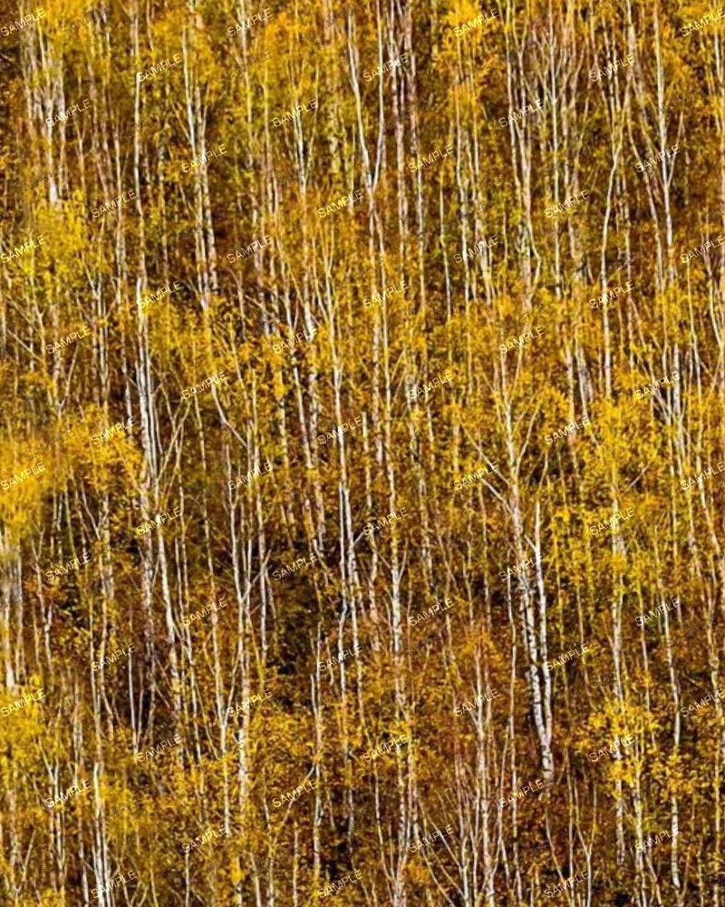 Autumn Birch Forest