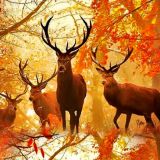 Autumn-Deer.jpg